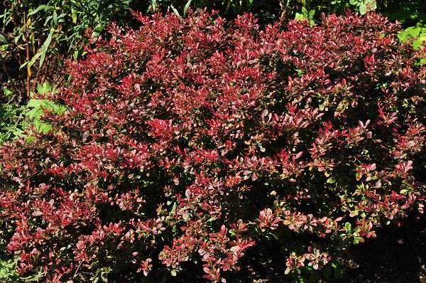 Berberis thunbergii 'Atropurpurea'