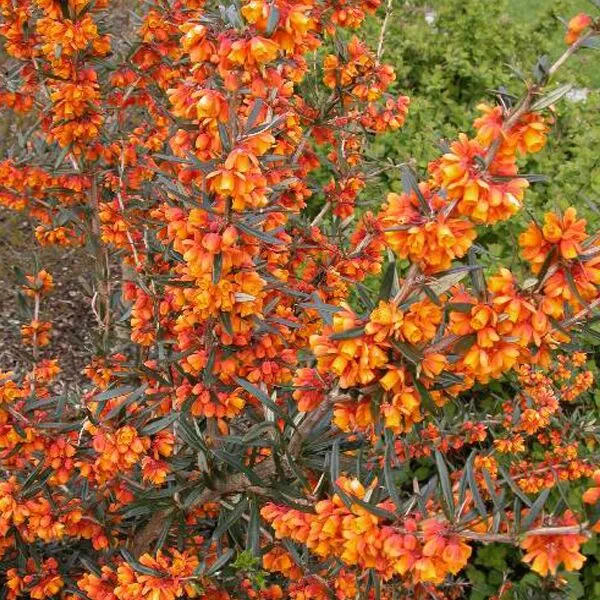 Berberis thunbergii 'Orange King'