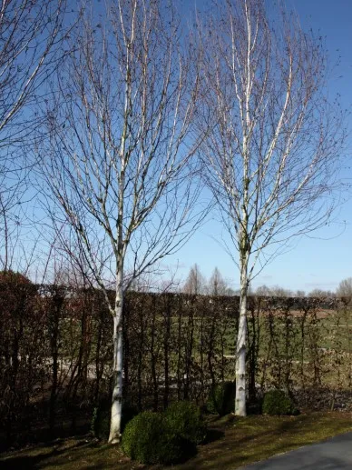 Betula utilis 'Jacquemontii'