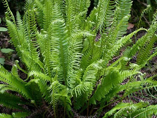 Blechnum spicant