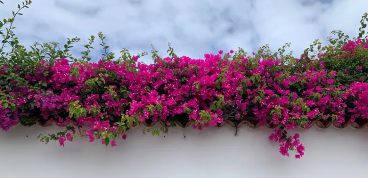 Bougainvillea 'Vera Deep Purple'
