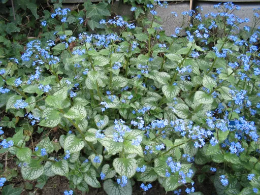 Brunnera macrophylla
