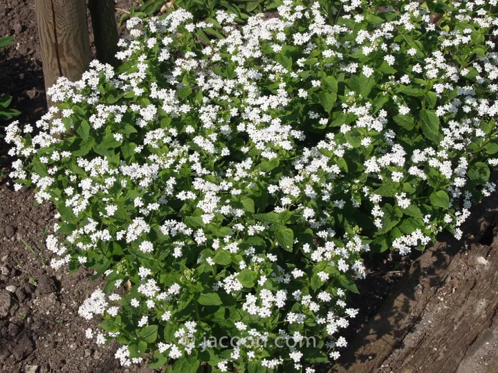 Brunnera macrophylla 'Betty Bowring'