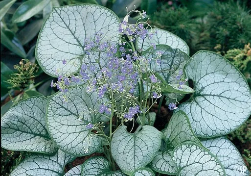 Brunnera macrophylla 'Jack Frost' ®
