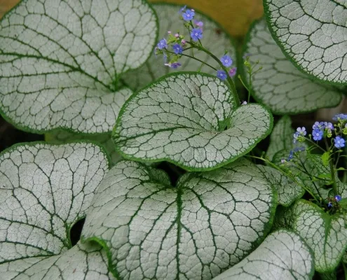 Brunnera macrophylla 'Silver Mist'