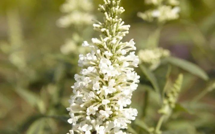 Buddleja 'Argus White'