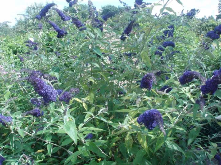 Buddleja davidii 'Andonis Blue'