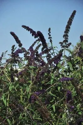 Buddleja davidii 'Ile de France'