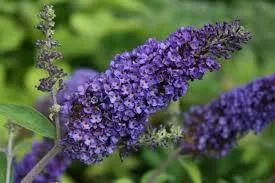 Buddleja davidii 'Empire Blue'