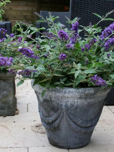 Buddleja davidii 'Free Petite'®