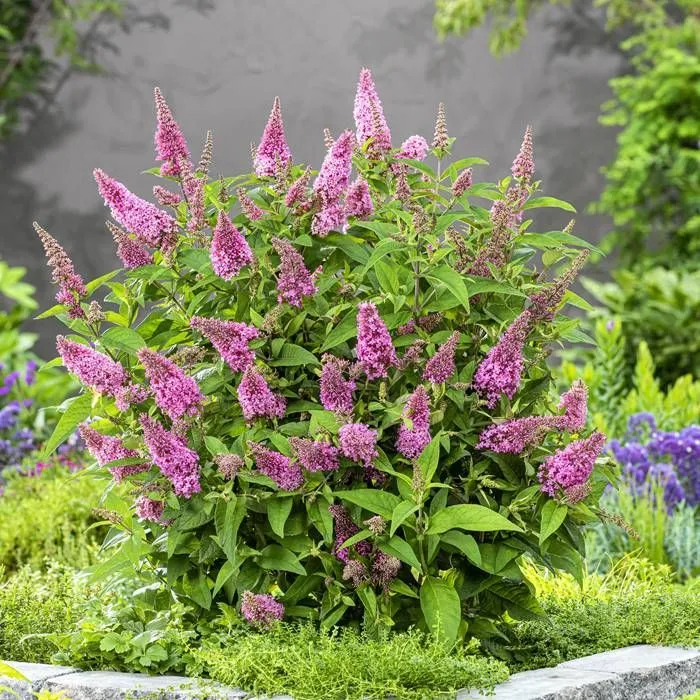 Buddleja davidii 'Little Pink' (Butterfly Candy)