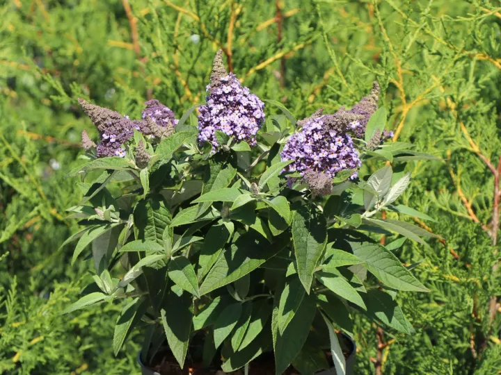 Buddleja davidii 'Lila Sweetheart' (Butterfly Candy)
