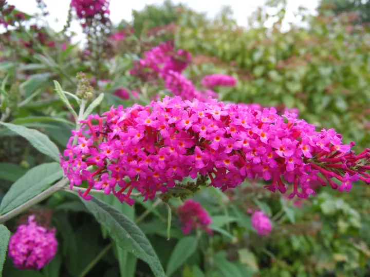 Buddleja davidii 'Miss Ruby'