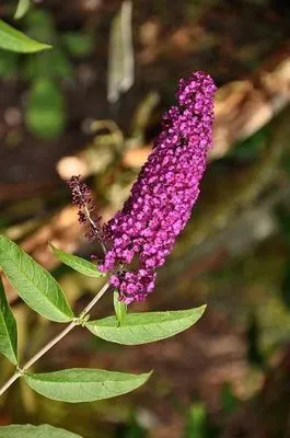 Buddleja davidii 'Royal Red'