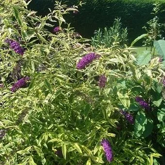 Buddleja davidii 'Santana' 
