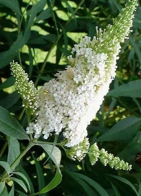 Buddleja davidii 'White Profussion'