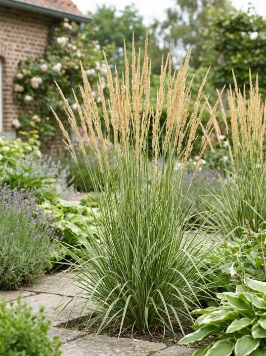 Calamagrostis acutifolia 'Avalanche'