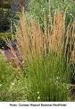 Calamagrostis acutiflora (x) 'Karl Foerster'