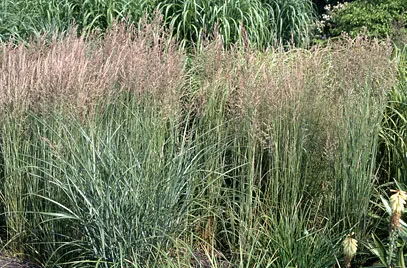 Calamagrostis acutiflora (x) 'Overdam'