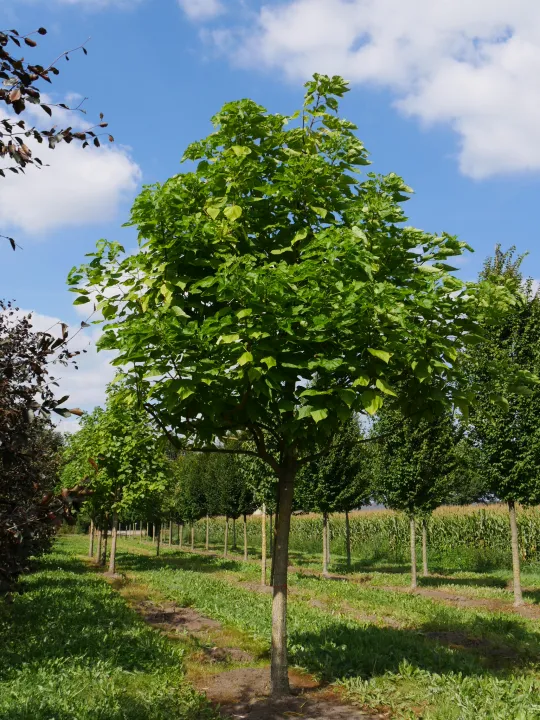 Catalpa bignonioides