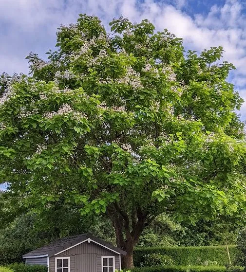 Catalpa bignonioides