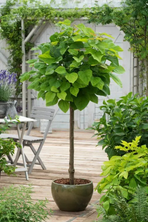 Catalpa bignonioides 'Nana'