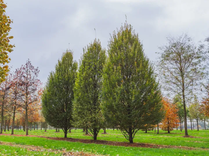 Carpinus betulus 'Pyramidalis'