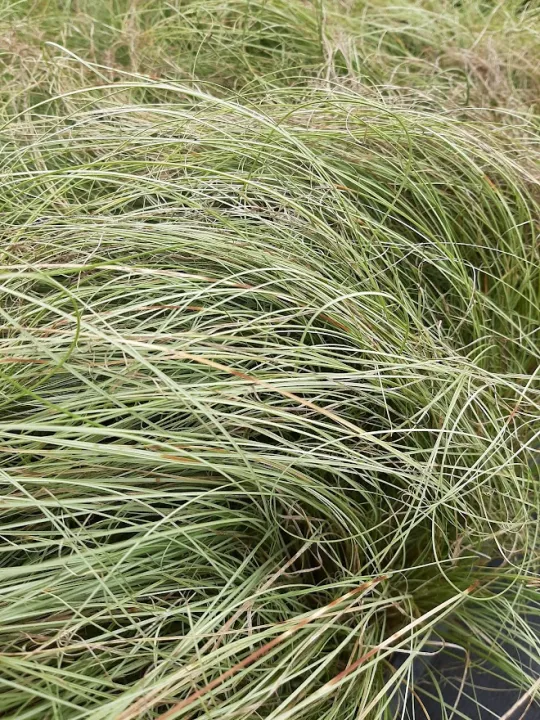 Carex comans 'Amazon Mist'