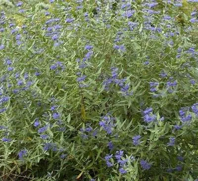 Caryopteris cland. 'Heavenly Blue'