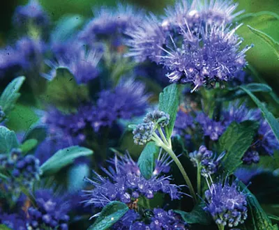 Caryopteris cland. (x) 'Grand Bleu'