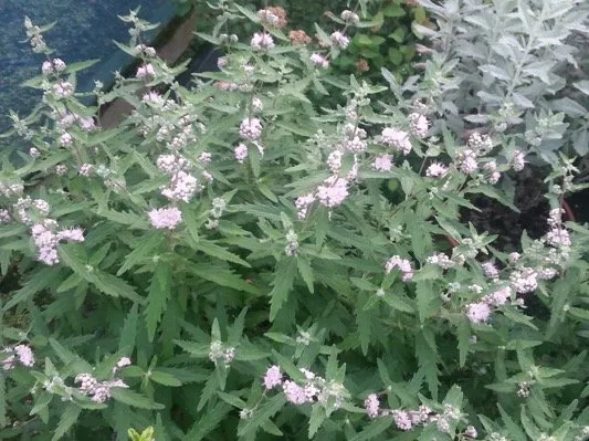 Caryopteris cland. 'Pink Perfection'®
