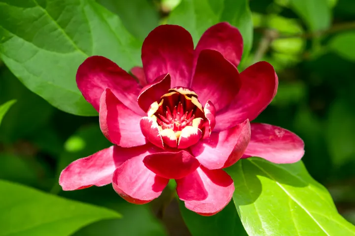 Calycanthus floridus 'Aphrodite'