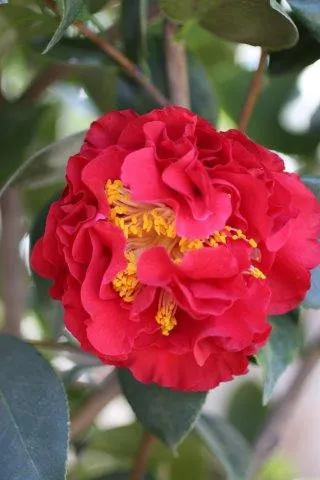 Camellia japonica 'Blood of China'