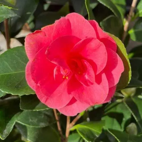 Camellia japonica 'Fireball'