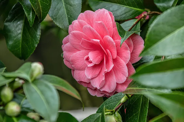 Camellia japonica 'Il Tramonto'