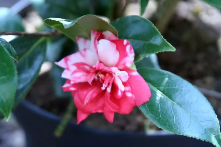 Camellia japonica 'Kasuga Yama'