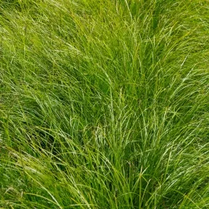 Carex 'Kyoto'