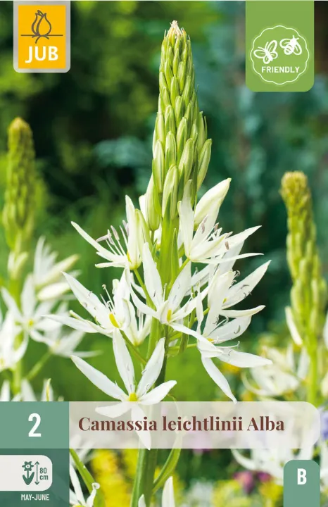 Camassia leichtlinii 'Alba'
