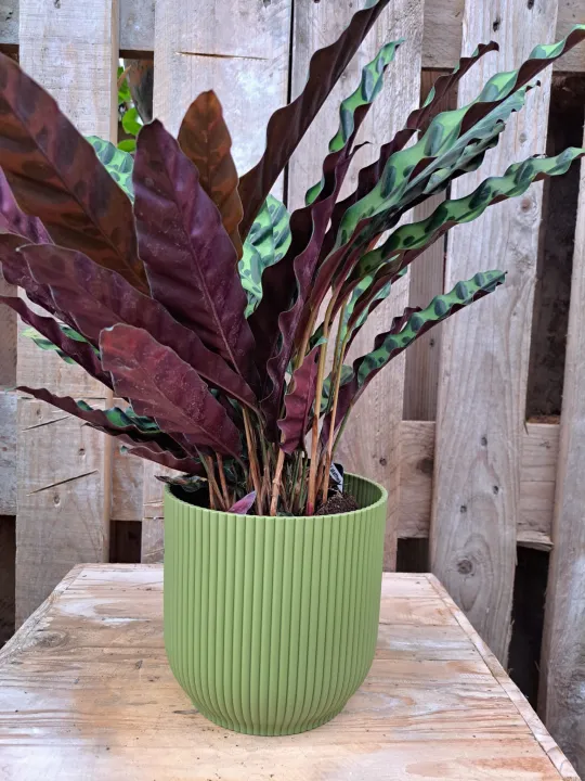 Calathea lancifolia