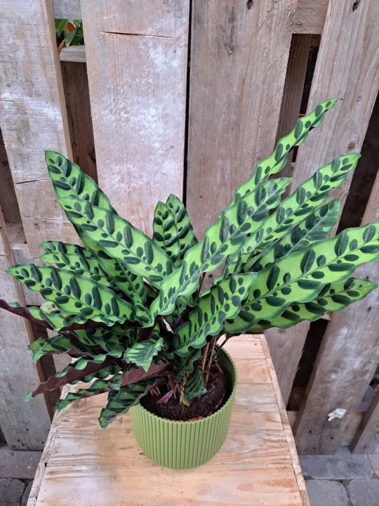 Calathea lancifolia