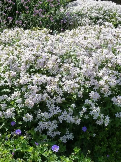 Campanula lactiflora 'Loddon Anna'