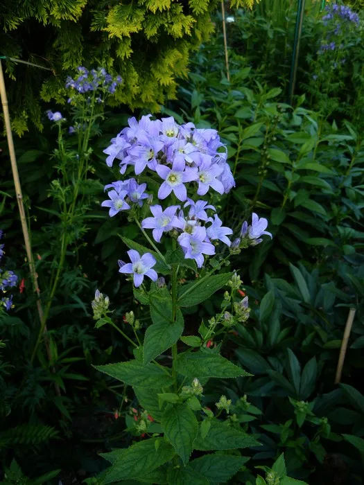 Campanula lactiflora 'Prichard's Variety'