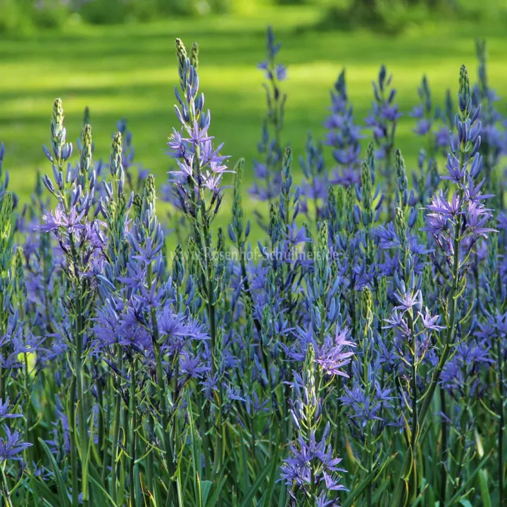 Camassia leichtlinii 'Caerulea'