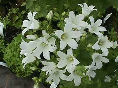 Campanula lactiflora 'White Pouffe'