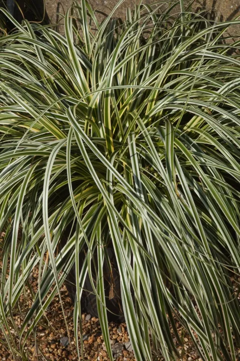 Carex morrowi 'Fisher's Form'