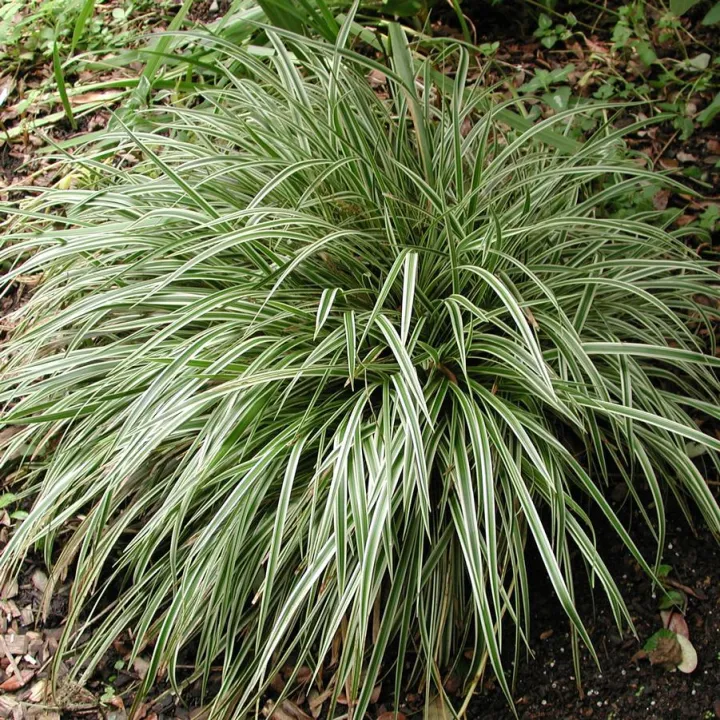 Carex dolichostacHya 'Silver Sceptre'