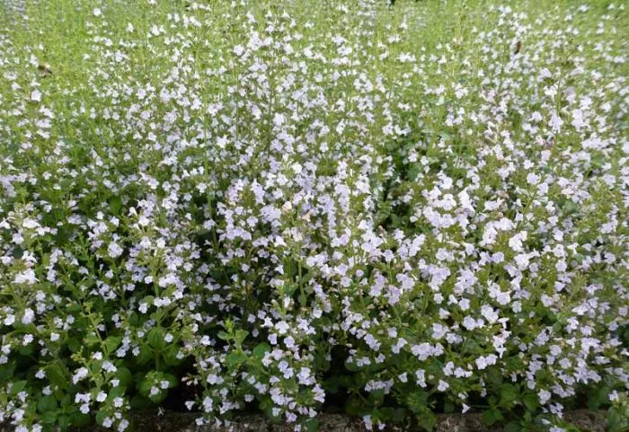 Calamintha nepeta nepeta