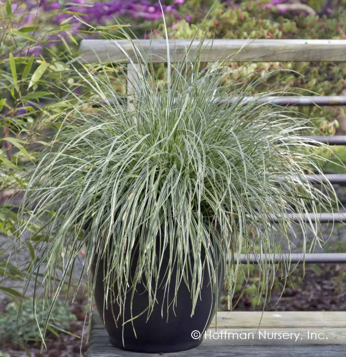 Carex oshimensis 'Everest'