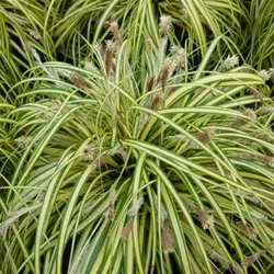 Carex oshimensis 'Evergold'
