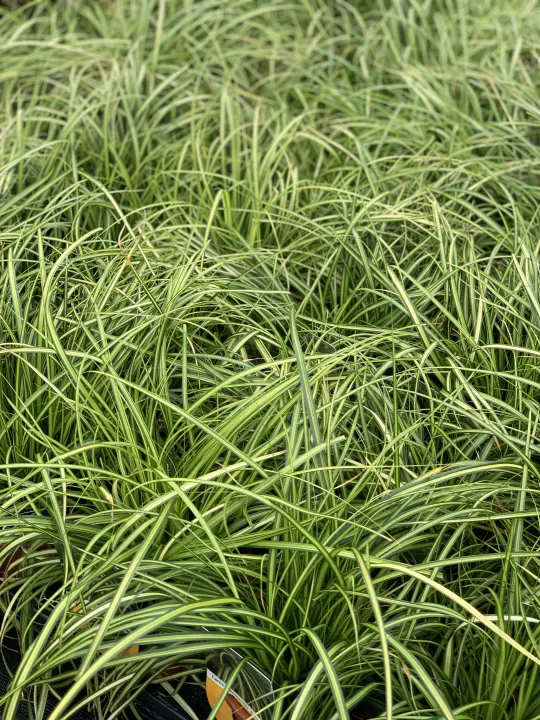 Carex oshimensis 'Eversheen®'